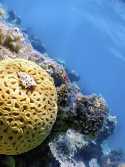 Brain coral in the bottom of the sea, Marine life