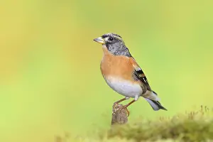 Brambling (Fringilla montifringilla)