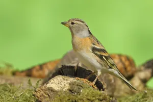 Brambling (Fringilla montifringilla)