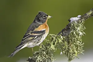 Brambling (Fringilla montifringilla)