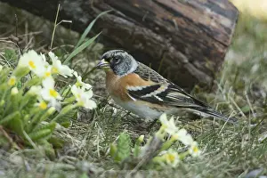 Brambling (Fringilla montifringilla)