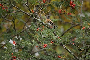 Brambling (Fringilla montifringilla) in european rowan (Sorbus aucuparia) with fruits