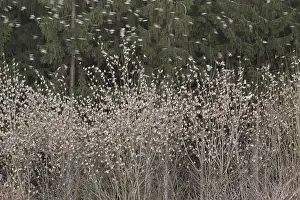 Brambling (Fringilla montifringilla) invasion