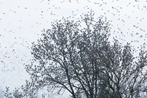Brambling (Fringilla montifringilla) invasion