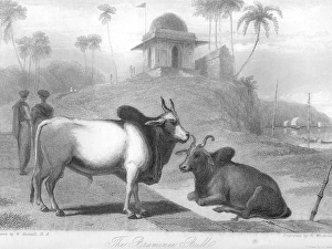 Braminee Bulls, India, As ia