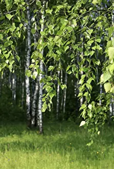 Branch of a birch tree with young foliage on a summer forest