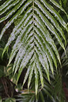 Branch with leaves of Stenochlaena palustris with raindrops