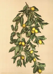 A branch with lemons, Limone, Lake Garda