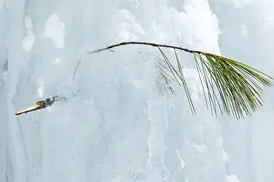 Branch and needles of white pine trapped in the ice