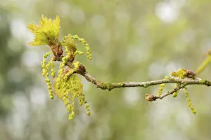 Branch of a pedunculate oak (Quercus pedunculata)