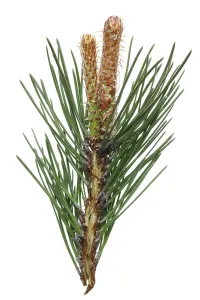 A branch of a pine forest tree with spring April young buds of cones