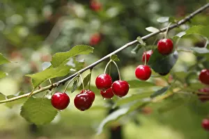 Branch with ripe Wild Cherries or Sweet Cherries (Prunus avium)