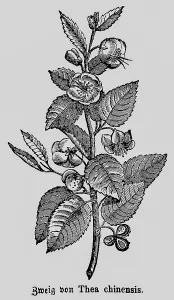 Branch of the tea plant (Thea chinensis or bohea) or (Camellia sinensis) cultivation Asia