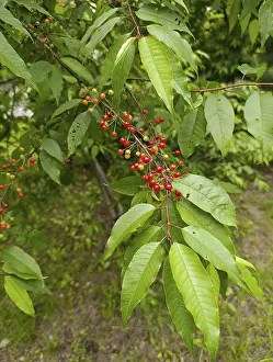 A branch of wild cherry tree, Prunus avium