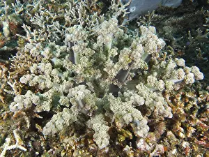 Branched feathery anemone, hellfire (Actinodendron plumosum)