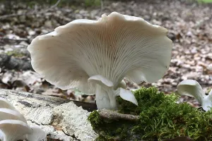Branched oyster fungus (Pleurotus cornucopiae)