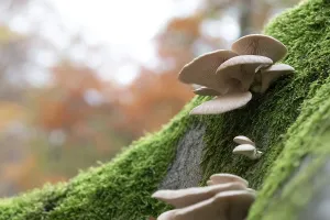 Branched oyster fungus (Pleurotus cornucopiae) Seitling