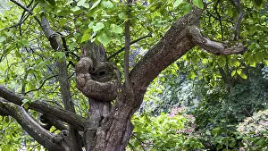 Branched tree trunk with lush foliage in the forest