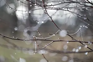 Branches of bog birch (Betula pubescens) and spider threads with frozen water droplets