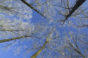 Branches of broad-leaved trees in deciduous forest in freezing winter cold covered in white frost