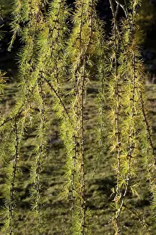 Branches of European Larch (Larix decidua) in autumn