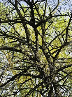 Branches of the Tree with Green Leaves Daugavpils