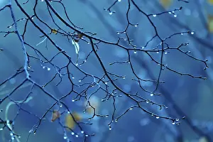 Branches with water drops, autumn, Germany