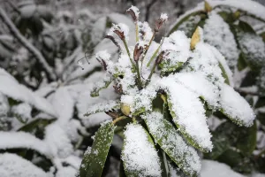 Branches in winter on tree with snow