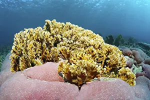 Branching fire coral (Millepora alcicornis)