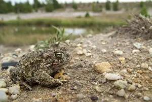 Brandenburg, Bufo Calamita, Epidalea Calamita