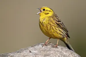 Brandenburg, Emberiza Citrinella