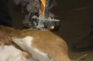 Branding a calf, Costa Rica, Central America
