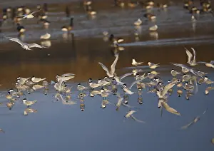Brandt tern, Sterna sandvicensis