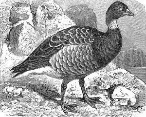 Brant or brent goose, (Branta bernicla)