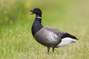 Brant Goose (Branta bernicla), Texel, Netherlands