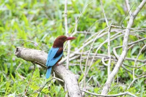 Braunliest, white throated kingfisher in India