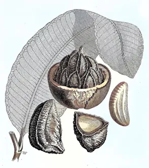 Brazil nut (Bertholletia excelsa)