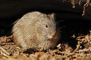 Brazilian guinea pig (Cavia aperea)