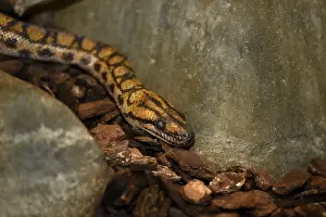 Brazilian rainbow boa (Epicrates cenchria cenchria)