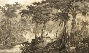 Brazilian rainforest, Brazil, inner tropics