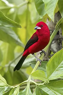 Brazilian Tanager (Ramphocelus bresilius) perched on a branch in the Atlantic Rainforest of Brazil