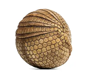 Brazilian three-banded armadillo rolled up