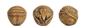 Brazilian three-banded armadillo rolled up