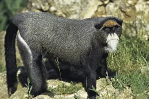 De Brazza's Monkey (cercopithecus neglectus)<br> De Brazza's Monkey (cercopithecus neglectus)