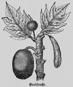Breadfruit (Artocarpus) leaves