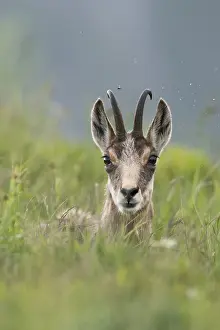 Take a break... Chamois (Rupicapra rupicapra) lying