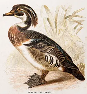Bream duck (Aix sponsa), exotic duck with colourful plumage in brown