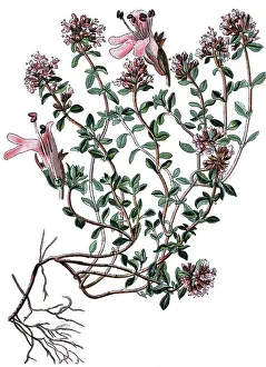 Breckland Thyme, Wild Thyme or Creeping Thyme (Thymus serpyllum)