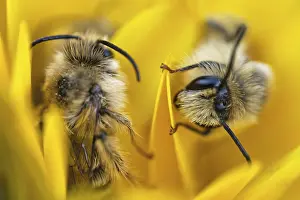 Breeches bee (Dasypoda hirtipes) sitting on a marigold flower (Calendula)