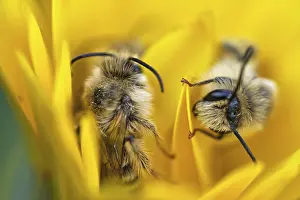 Breeches bee (Dasypoda hirtipes) sitting on a marigold flower (Calendula)